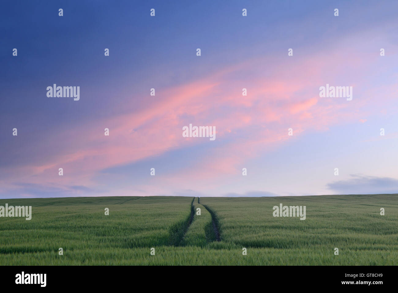 Mais-Feld, Rügen, Landkreis Rügen, Mecklenburg, Mecklenburg-Vorpommern, Deutschland Stockfoto