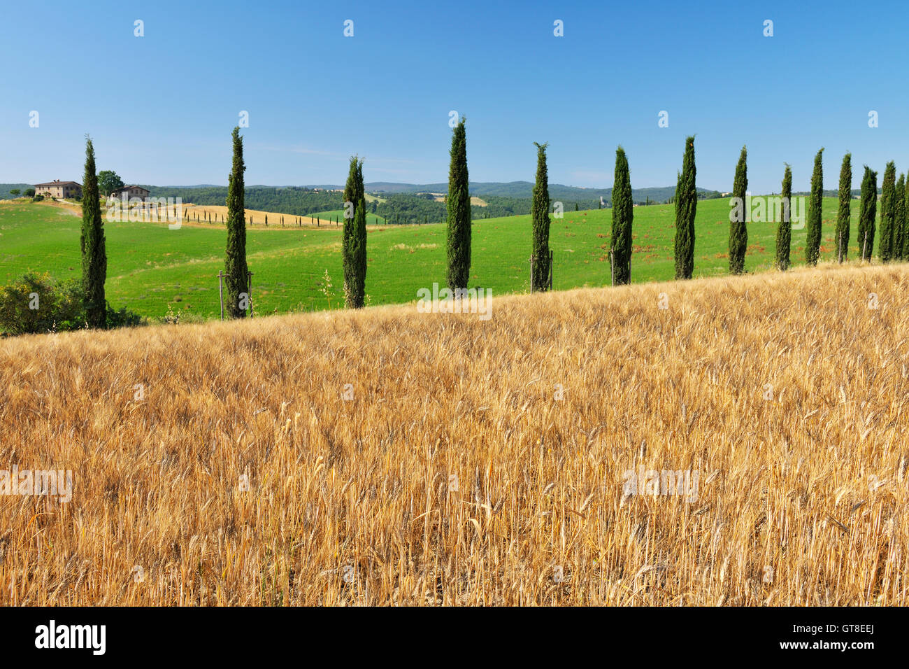 Toskana im Sommer Monteroni d ' Arbia, Provinz Siena, Toskana, Italien Stockfoto