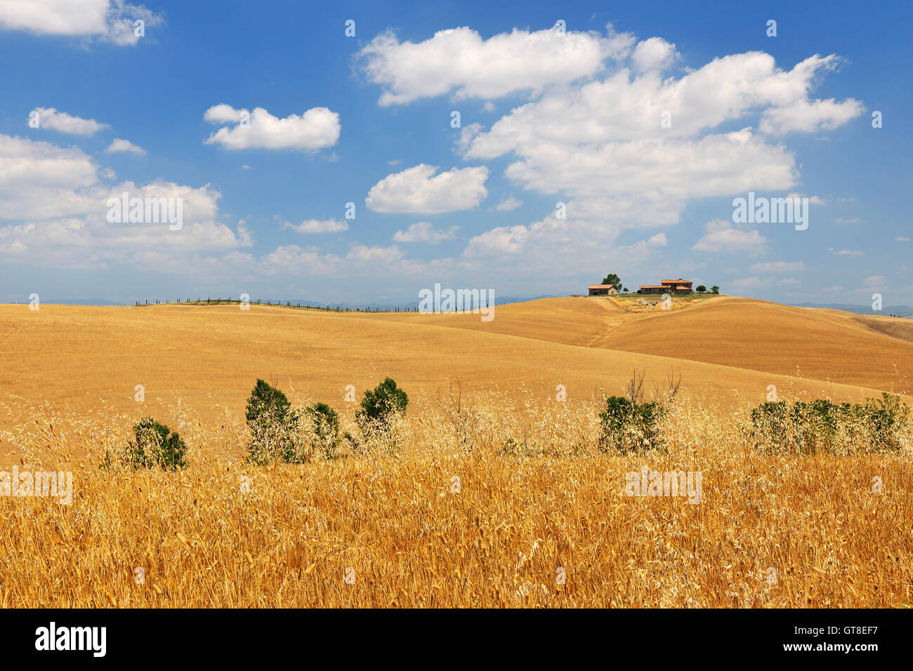 Toskana im Sommer Monteroni d ' Arbia, Provinz Siena, Toskana, Italien Stockfoto