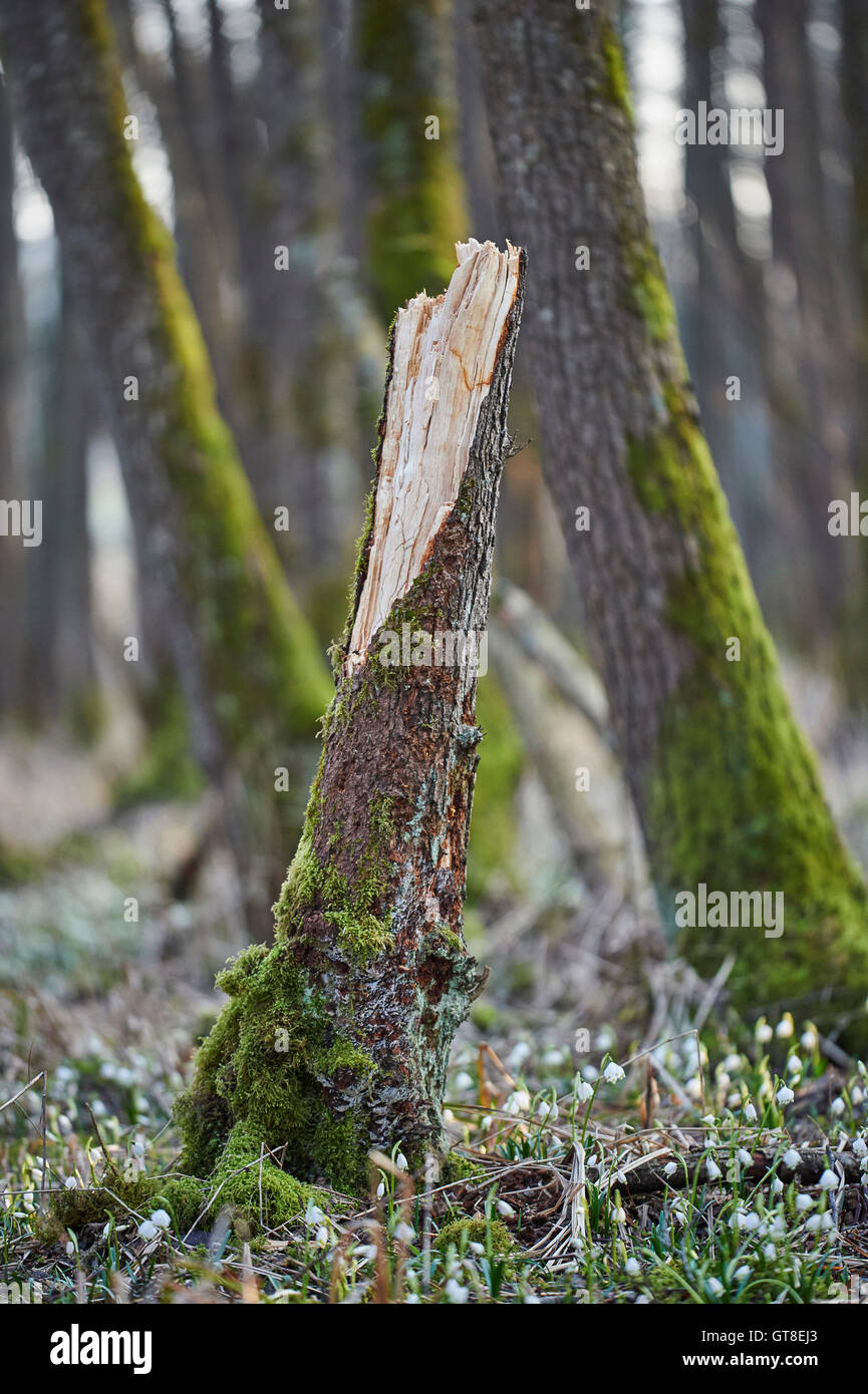 Nahaufnahme von Broken Baumstamm im Frühjahr Schneeflocke (Leucojum Vernum) bedeckte Wald im Frühjahr, Oberpfalz, Bayern, Deutschland Stockfoto