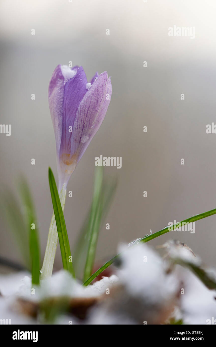 Nahaufnahme von lila Krokus blühen im Frühjahr, Oberpfalz, Bayern, Deutschland Stockfoto