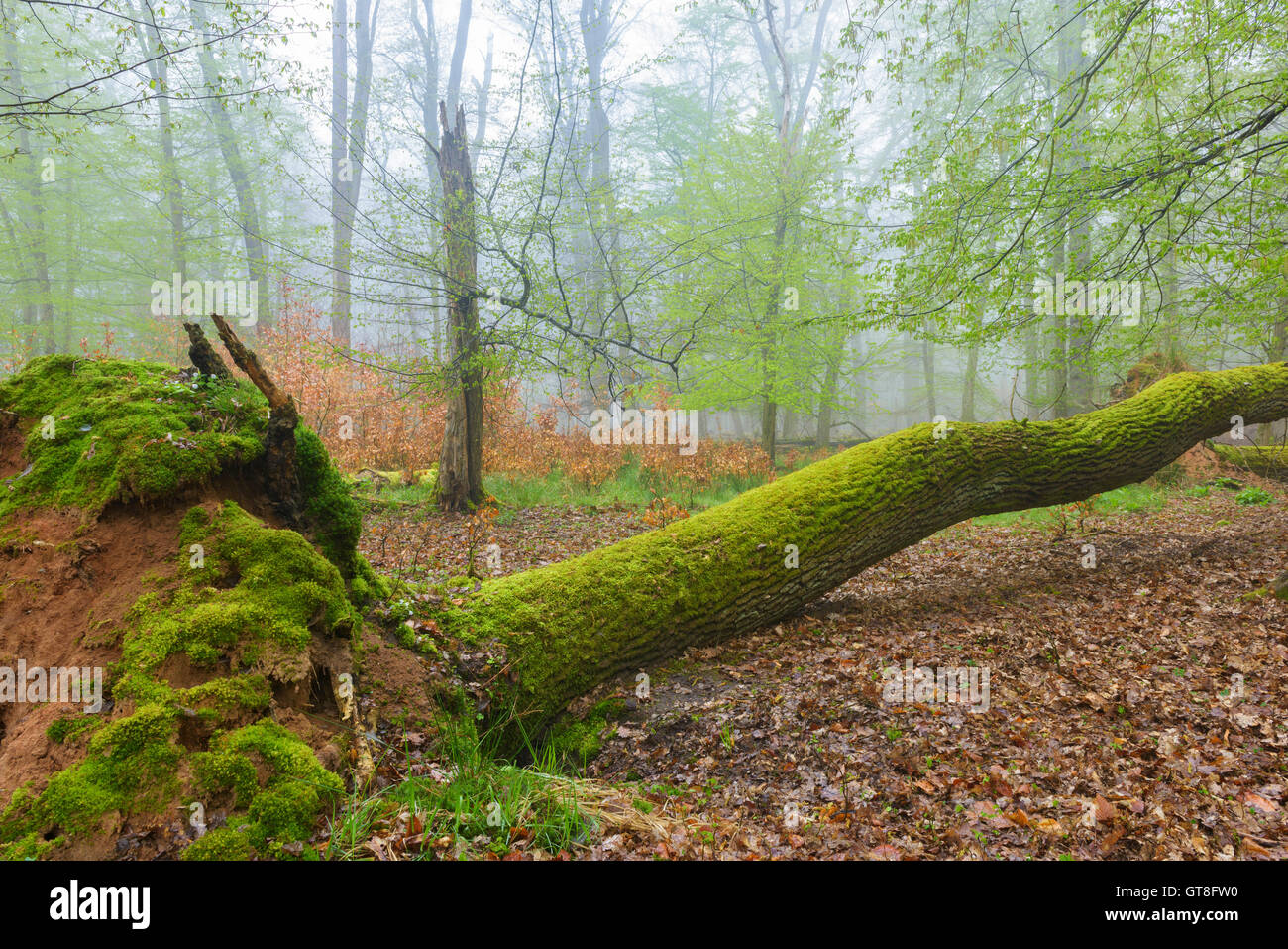 Umgestürzter Baum in Moos in Buchenwald bedeckt, im Frühjahr, Hessen, Deutschland Stockfoto