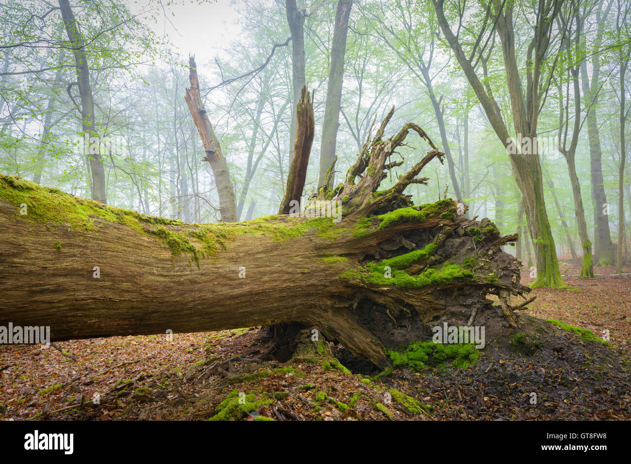Umgestürzten Baum im Buchenwald im Frühjahr, Hessen, Deutschland Stockfoto