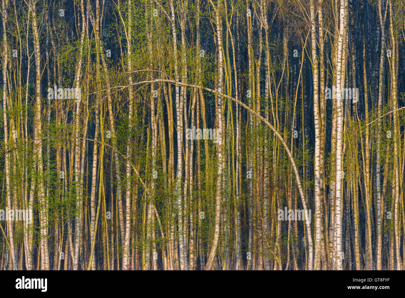 Birkenwald im Frühjahr, Hessen, Deutschland Stockfoto