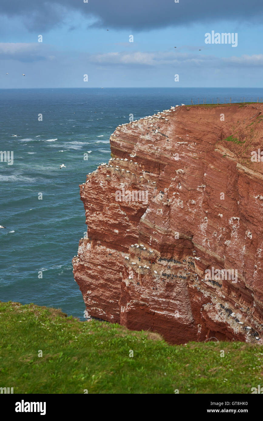 Coastal Ansicht des Meer-Stack in der Nordsee mit Seevögeln Nestng, Basstölpel und gemeinsame wärmeren auf Helgoland, Deutschland Nord Stockfoto