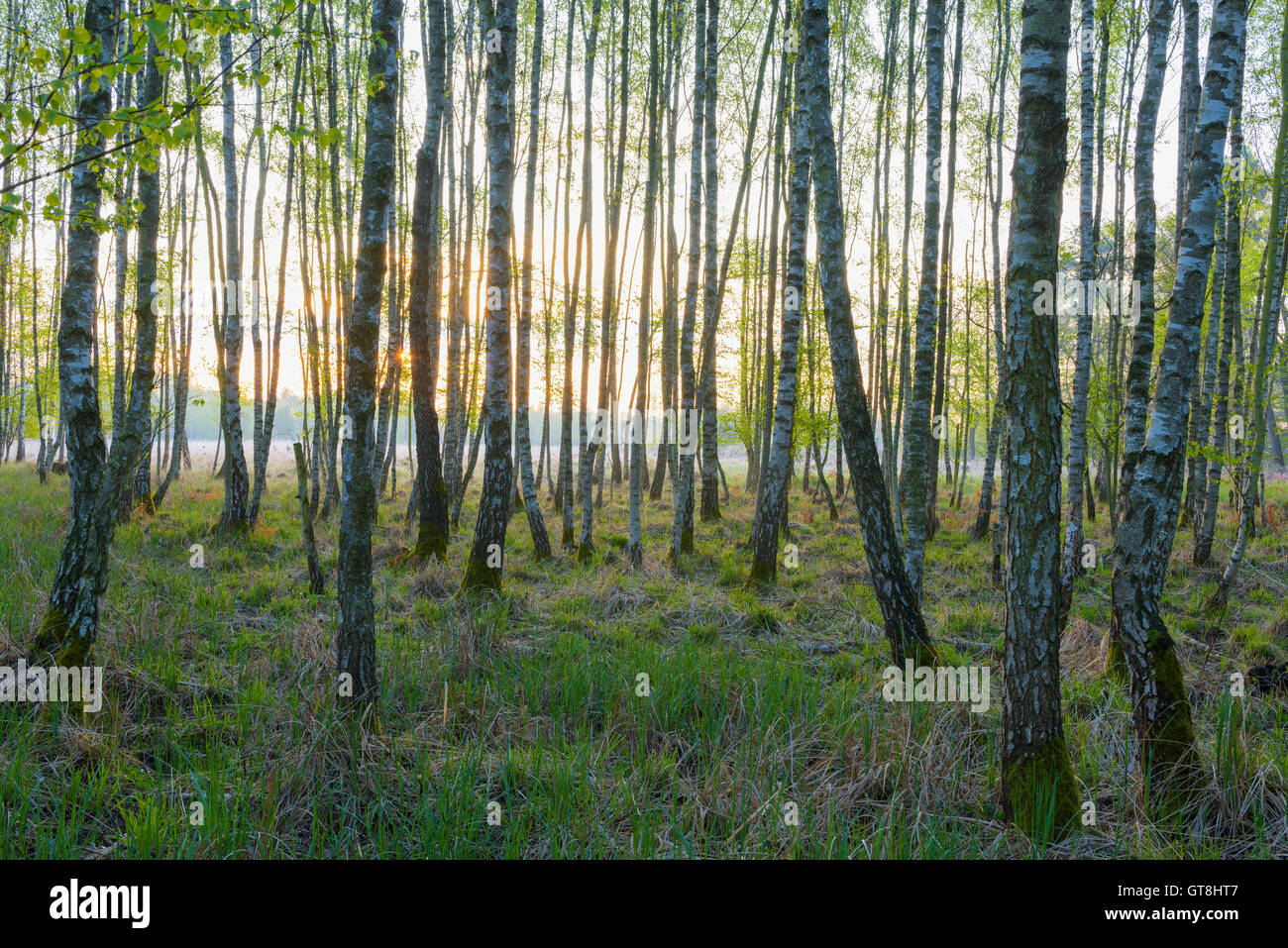 Birkenwald im Frühjahr, Hessen, Deutschland Stockfoto