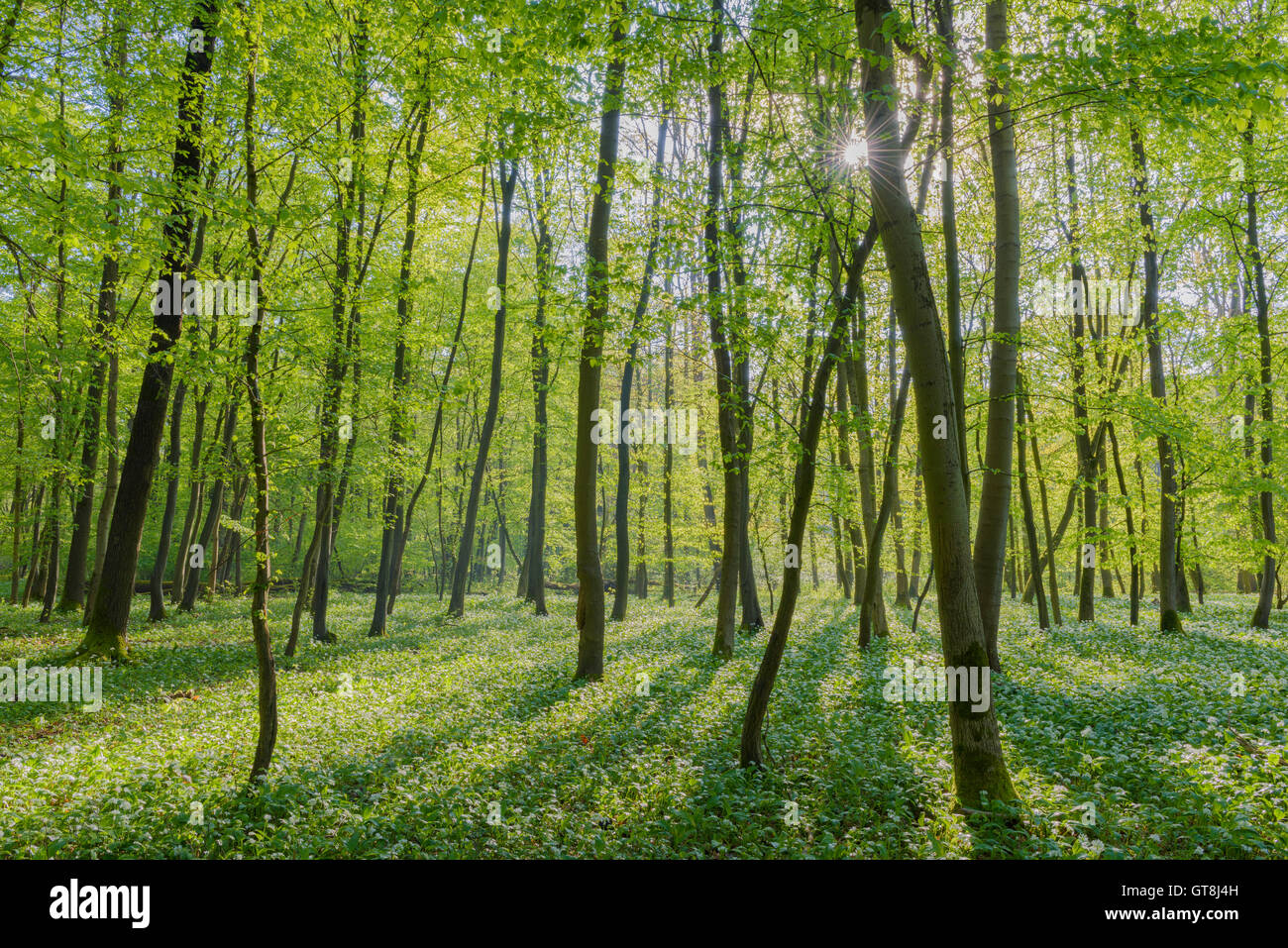 Sonne durch europäische Buchenwälder (Fagus Sylvatica) mit Bärlauch (Allium Ursinum) im Frühjahr, Hessen, Deutschland Stockfoto