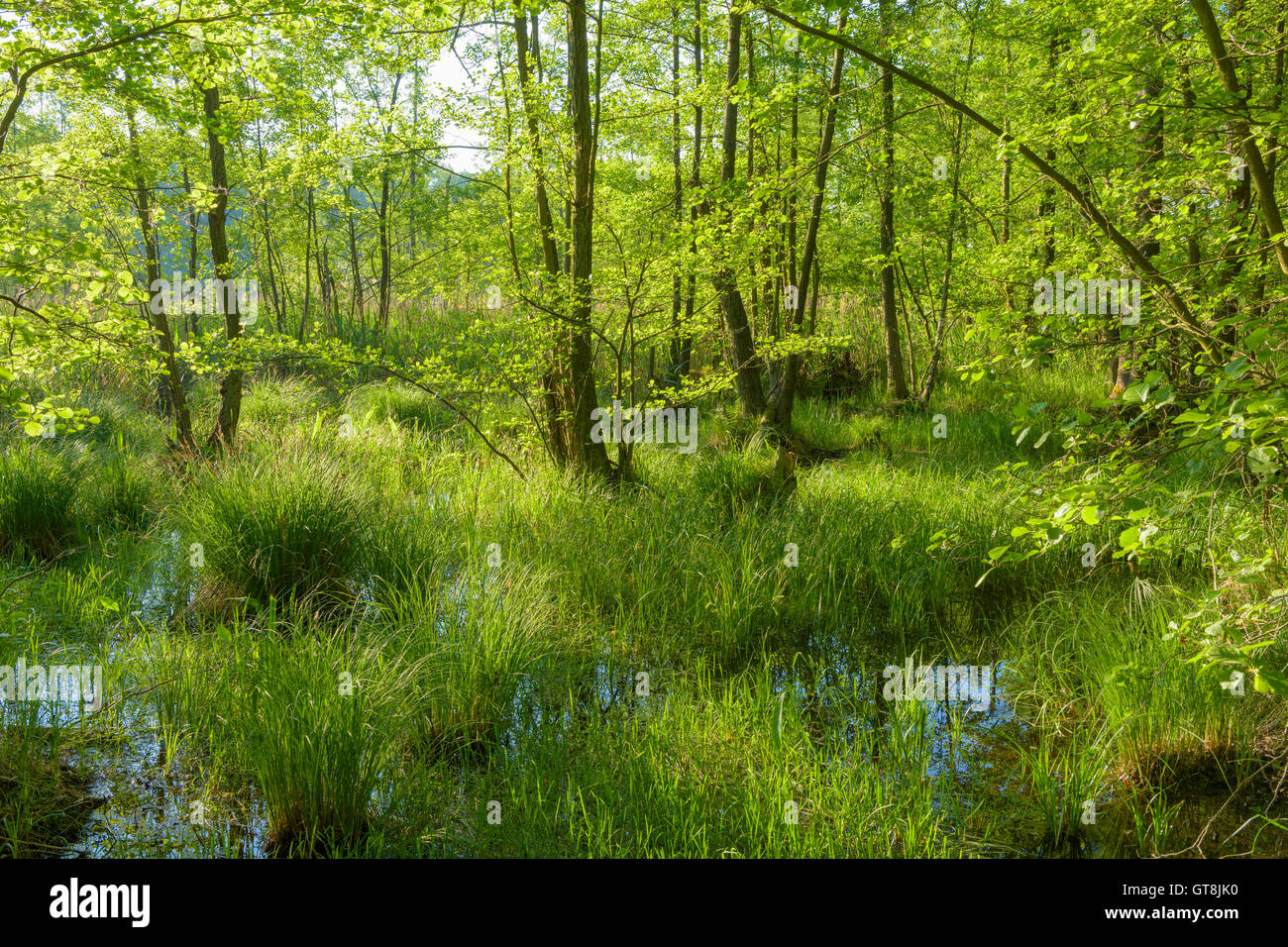 Feuchtgebiet im Frühjahr, Hessen, Deutschland Stockfoto
