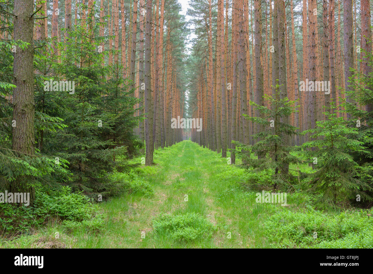 Weg durch einen Kiefernwald, Sachsen, Deutschland Stockfoto
