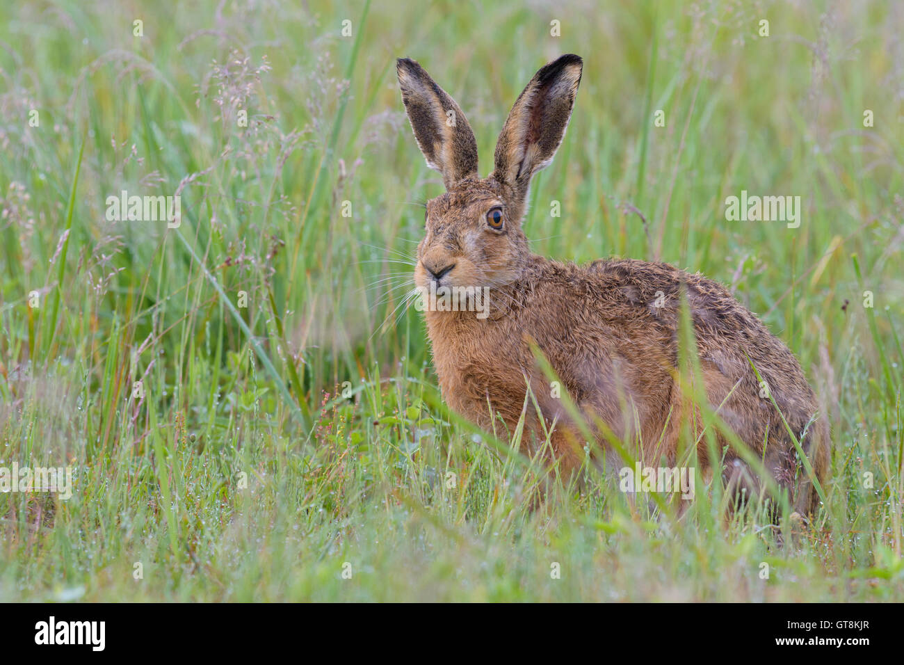 Brown-Feldhase (Lepus Europaeus) in Grass, Hessen, Deutschland Stockfoto