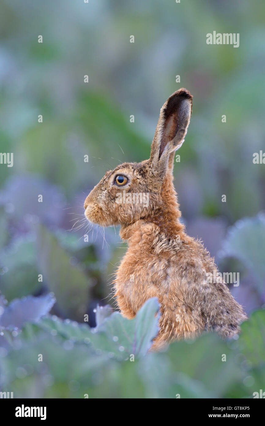 Brown-Feldhase (Lepus Europaeus) in rot Kohlkopffeld im Sommer, Hessen, Deutschland Stockfoto