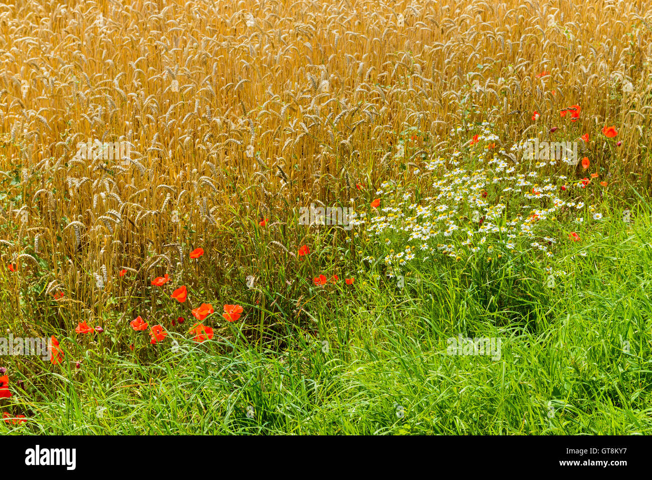 Weizenfeld mit Mohn und Kamille im Sommer, Brorfelde, Zealand, Syddanmark, Dänemark Stockfoto