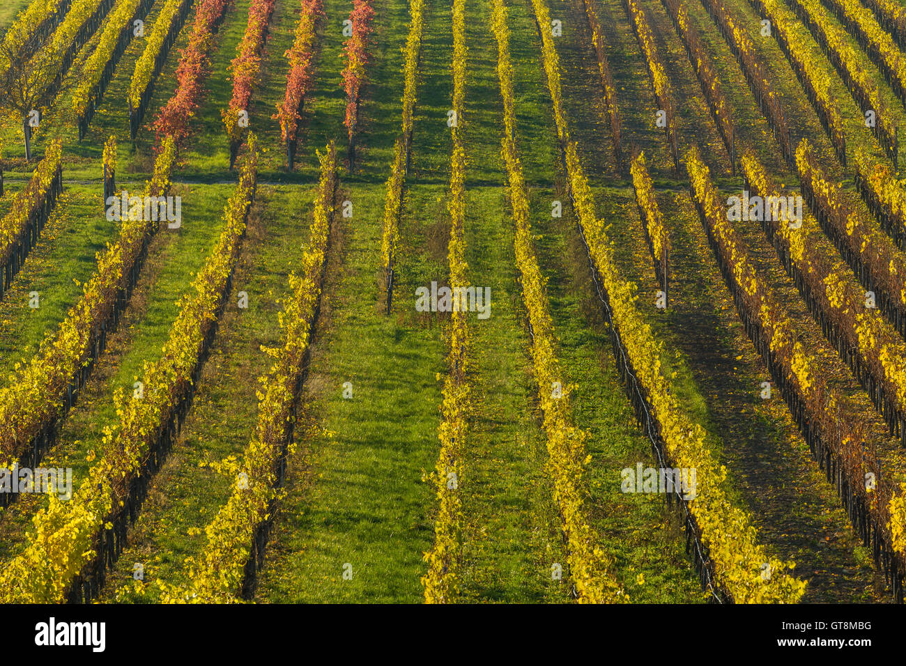 Bunte Weinberge im Herbst, Volkach, Maininsel, Alte Mainschleife, Mainfranken, Franken, Bayern, Deutschland Stockfoto