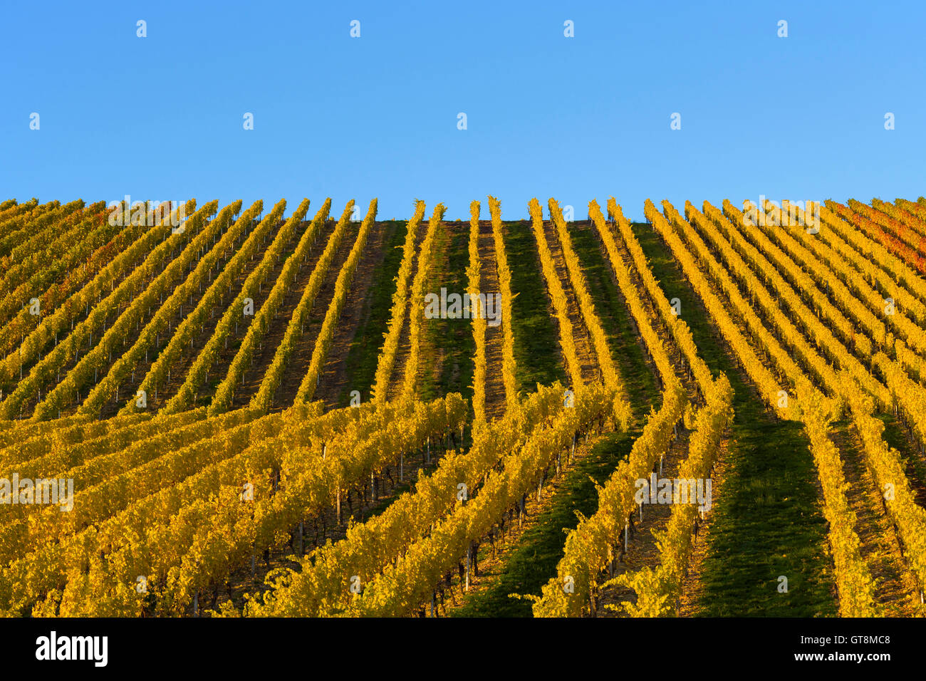 Bunte Weinberge im Herbst, Volkach, Maininsel, Alte Mainschleife, Mainfranken, Franken, Bayern, Deutschland Stockfoto