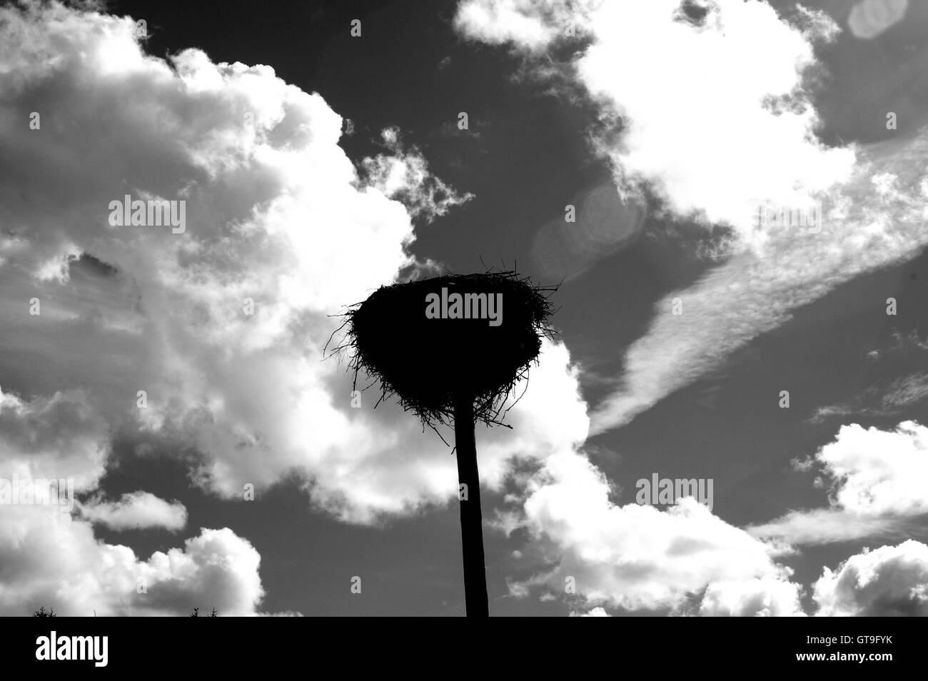 Storch, Storchennest, Nest, Storch nest Turm, Storch Socket, Silhouette, Storch nisten silhouette Stockfoto