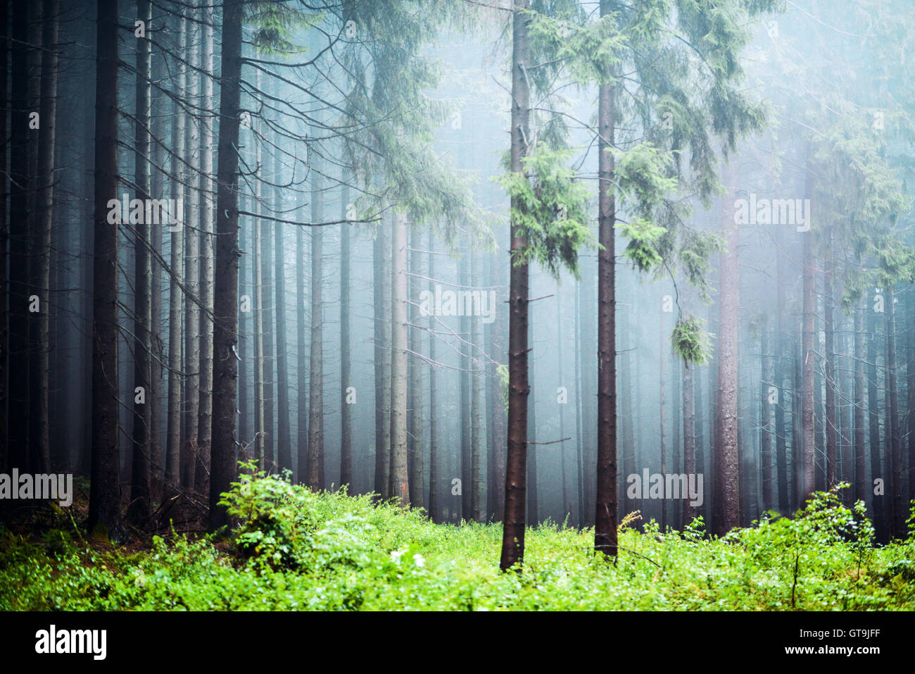 Nebligen Wald Stockfoto