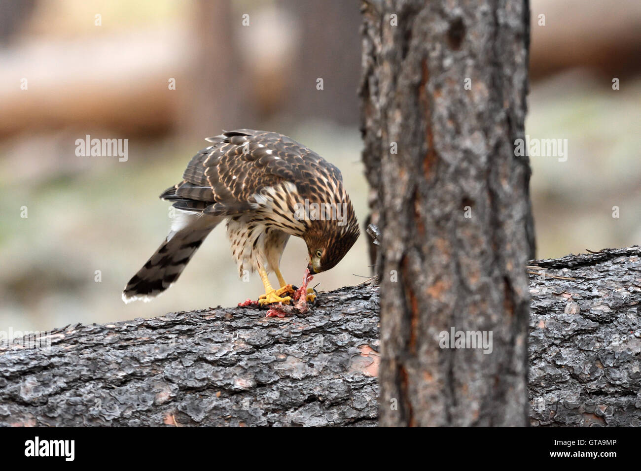 Juvenile Cooper der Habicht (Accipiter Cooperii) essen kleine Vogel hatte es erwischt. Stockfoto