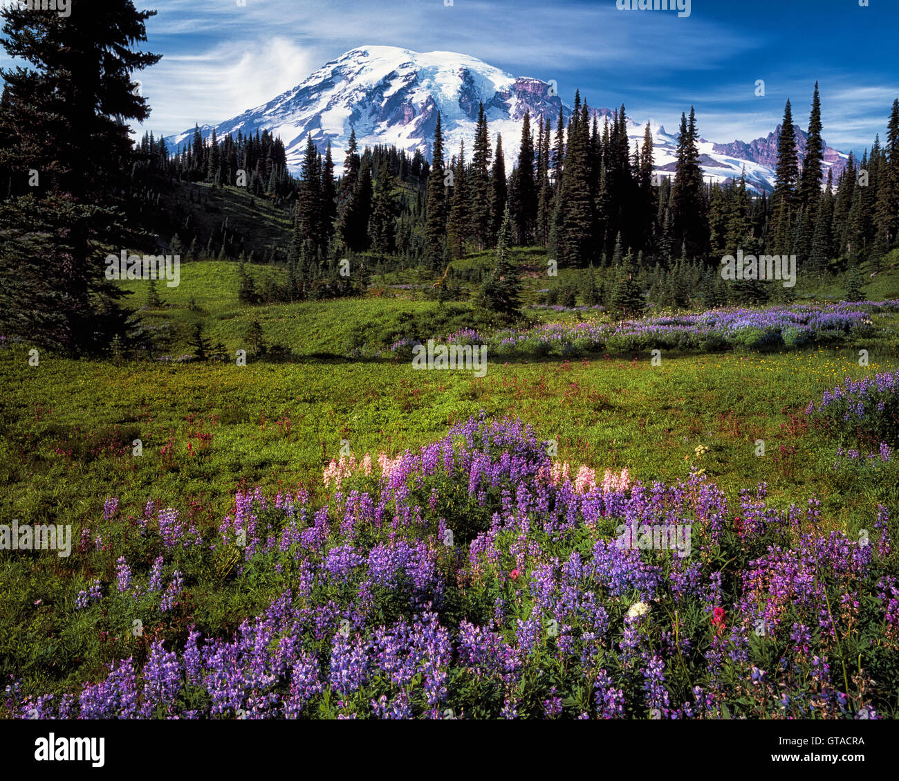 Washingtons höchstem Berg, Mt Rainier erhebt sich über Sommer Wildblumen blühen entlang Mazama Ridge im Mount Rainier National Park. Stockfoto