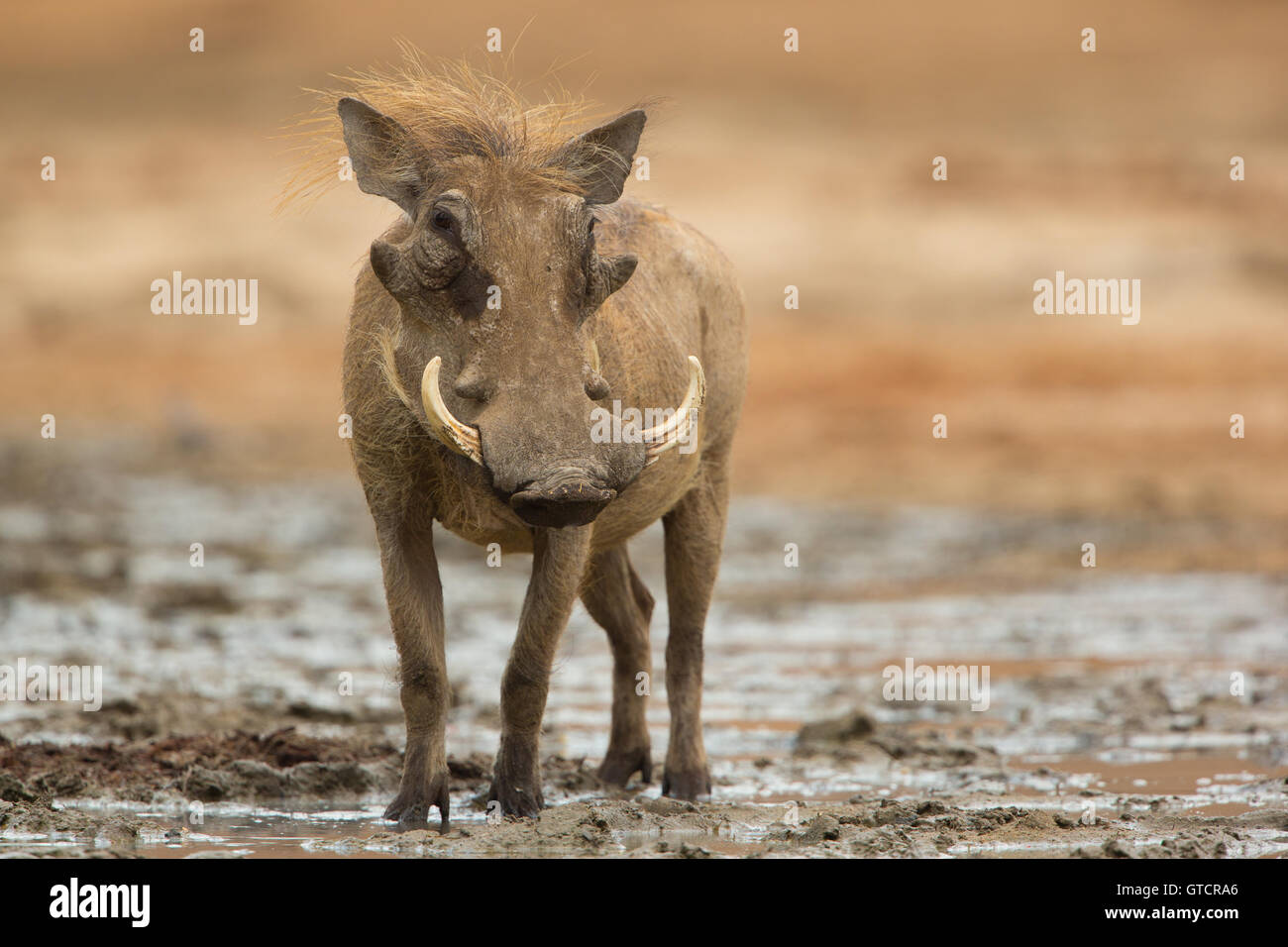 Männliche gemeinsame Warzenschwein (Phacochoerus Africanus) Blick in die Kamera Stockfoto