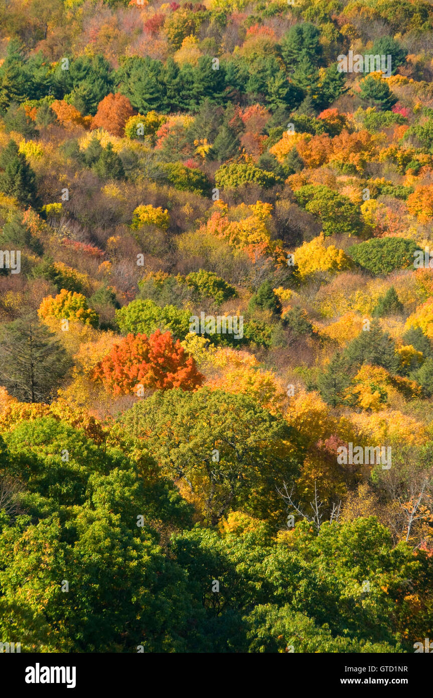 Herbstliche Wald Hang, J.A. Skinner Staatspark, Massachusetts Stockfoto