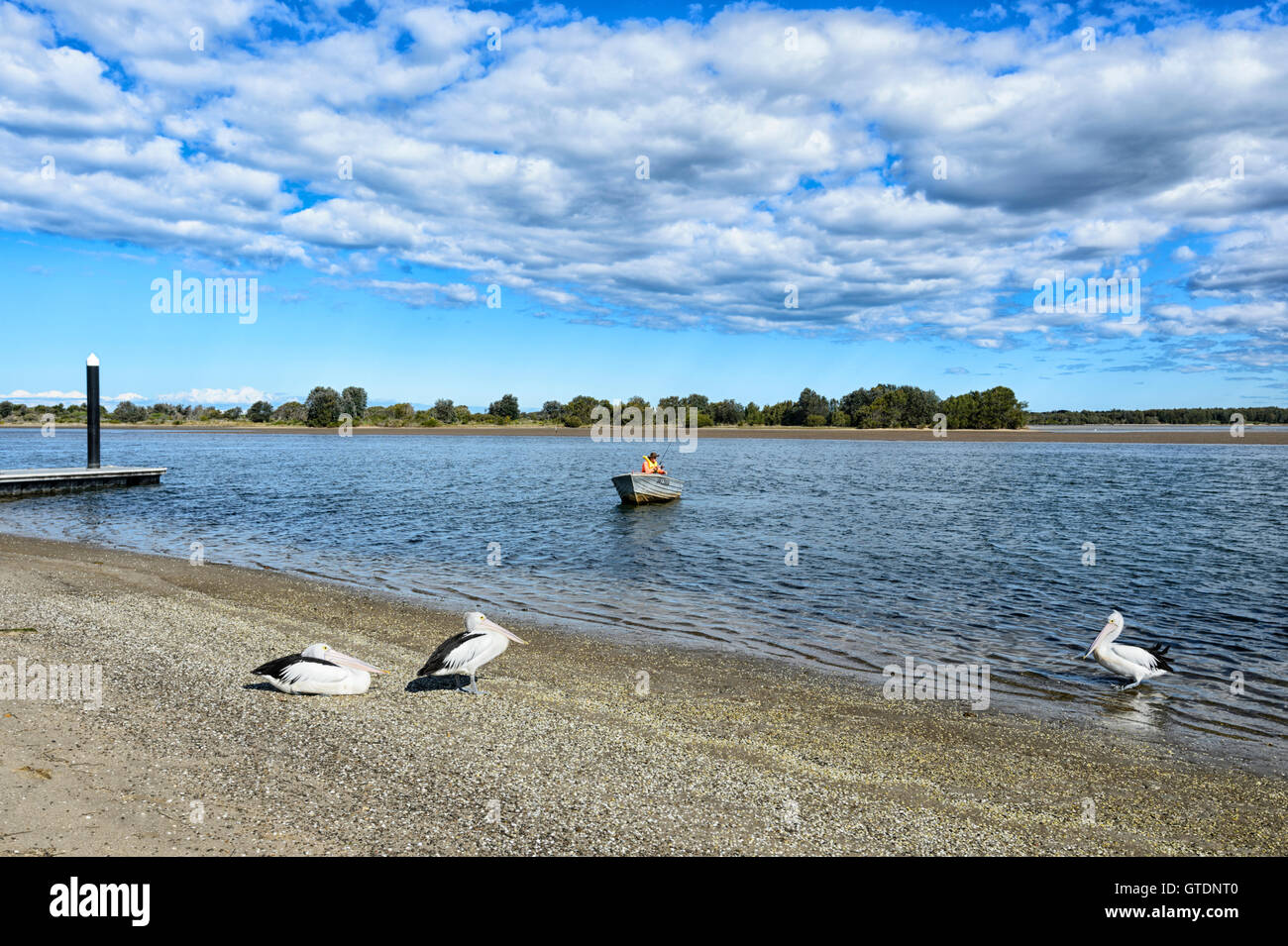 Lone Fischer mit australischen Pelikane beobachten (Pelecanus conspicillatus), Shoalhaven Köpfe, New South Wales, NSW, Australien Stockfoto