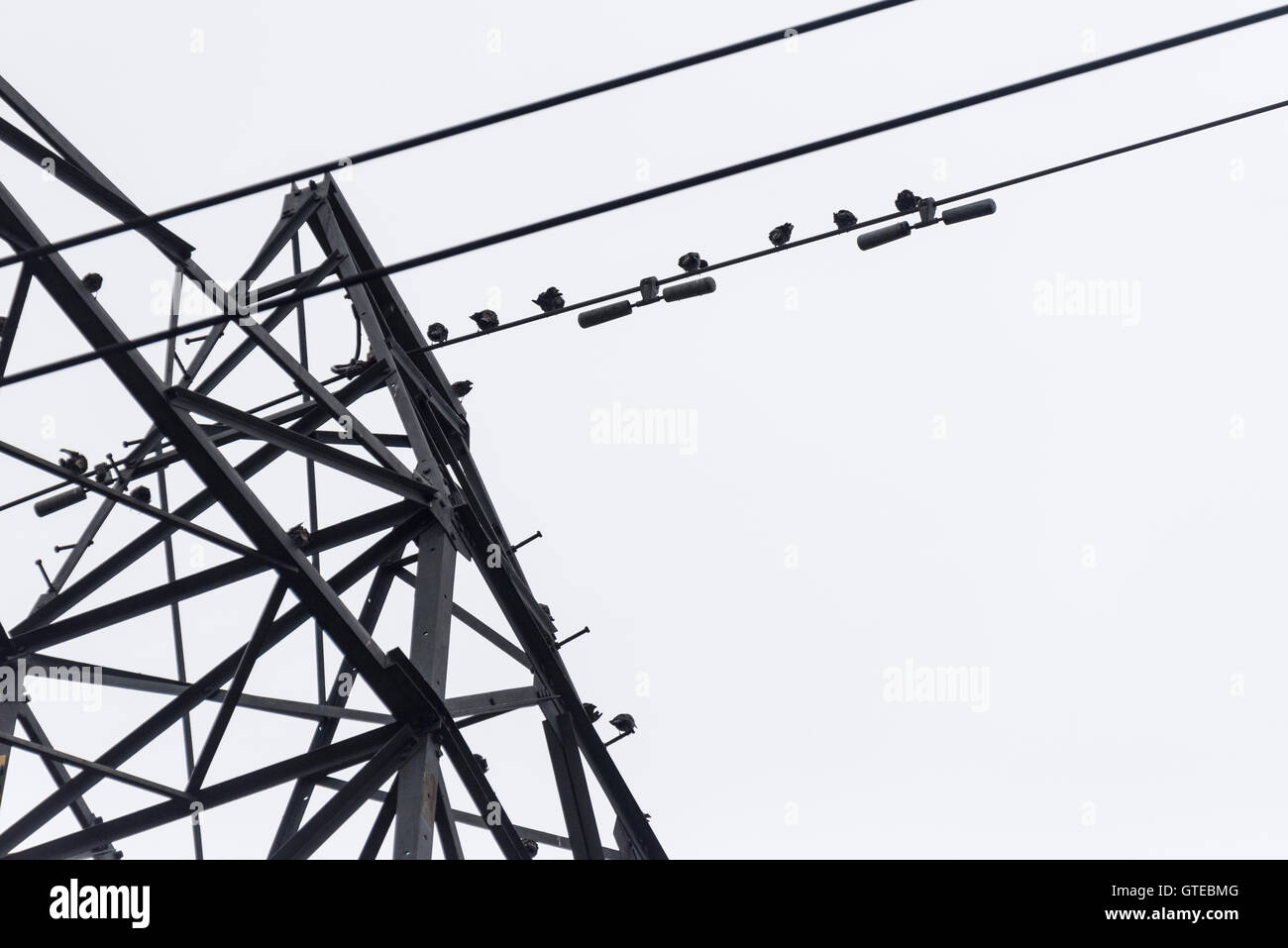 Herde von Staren thront auf einem Pylon und die damit verbundenen Kabel Stockfoto