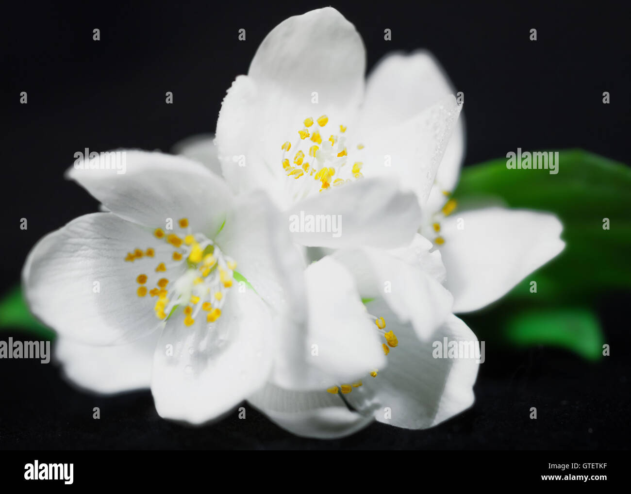 Weißen Jasminblüten auf schwarzem Hintergrund isoliert Stockfoto