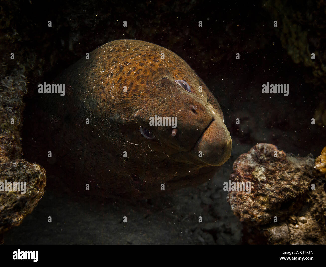 Giant Moray eel Stockfoto
