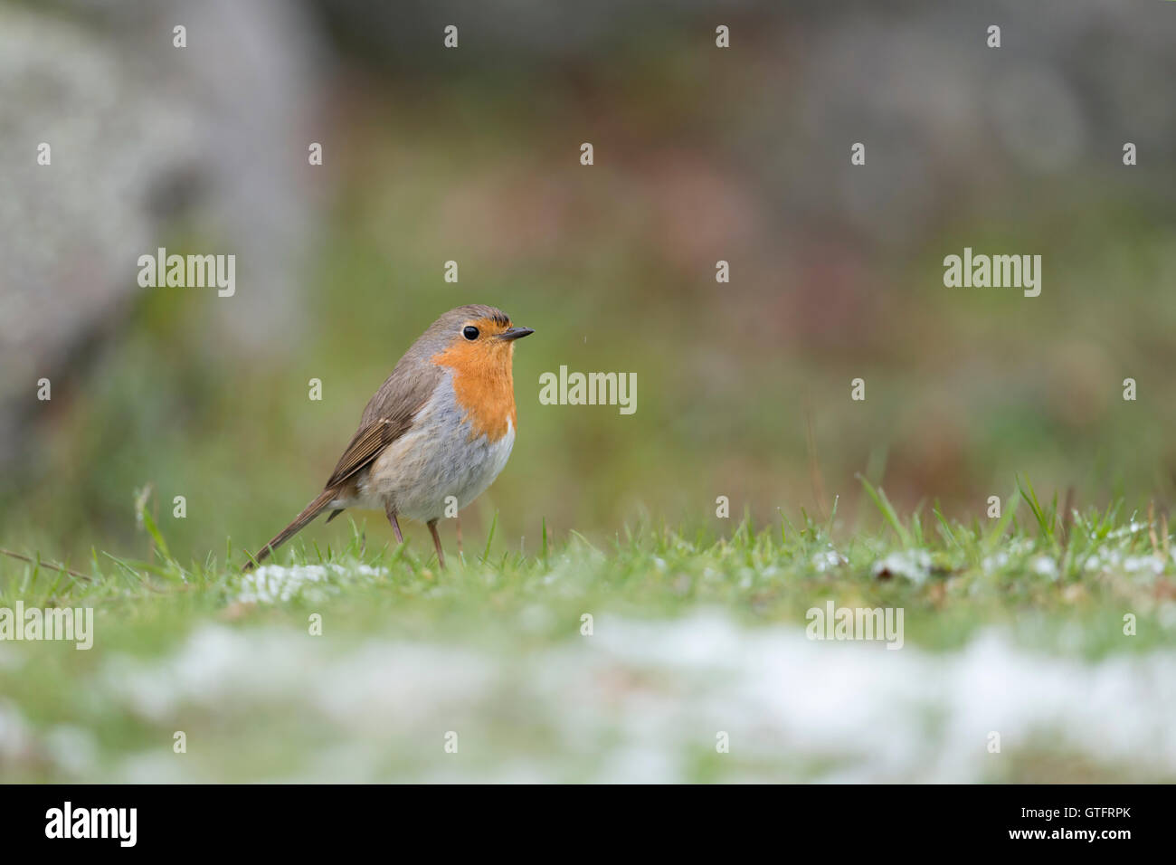 Robin Redbreast / Rotkehlchen ( Erithacus rubecula ) aus einer tiefen Sicht, stehend im Gras mit Resten von Schnee, Tierwelt, Europa. Stockfoto