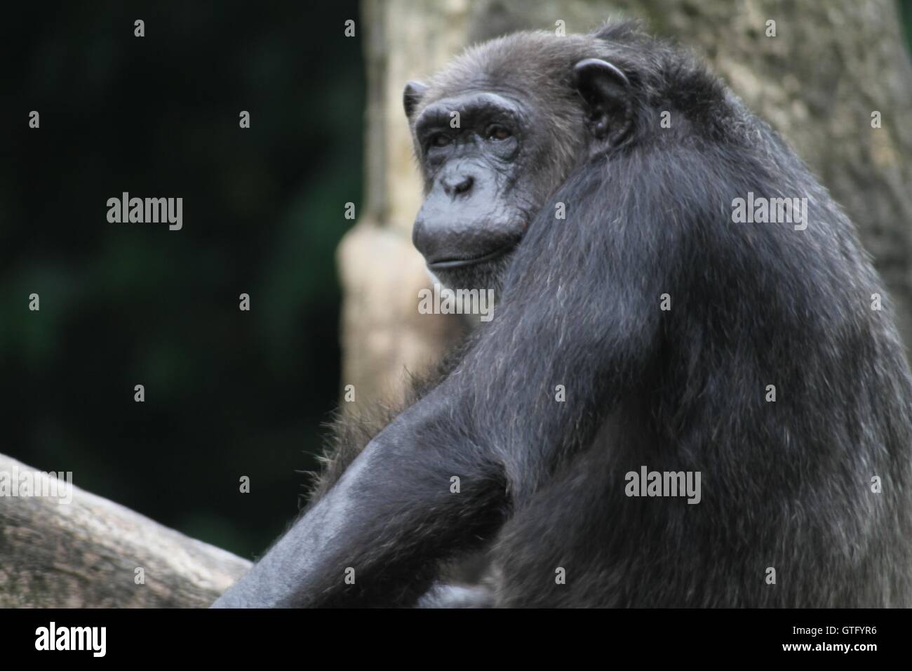 Schimpanse Stockfoto