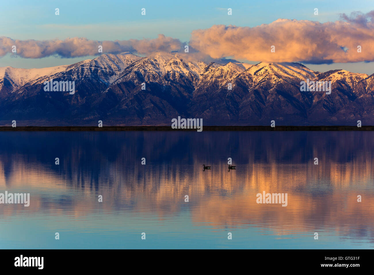 Kanadagänse auf dem Wasser als die untergehende Sonne leuchtet die Wellsville Mountains am Bear River Migratory Bird Zuflucht Utah USA Stockfoto