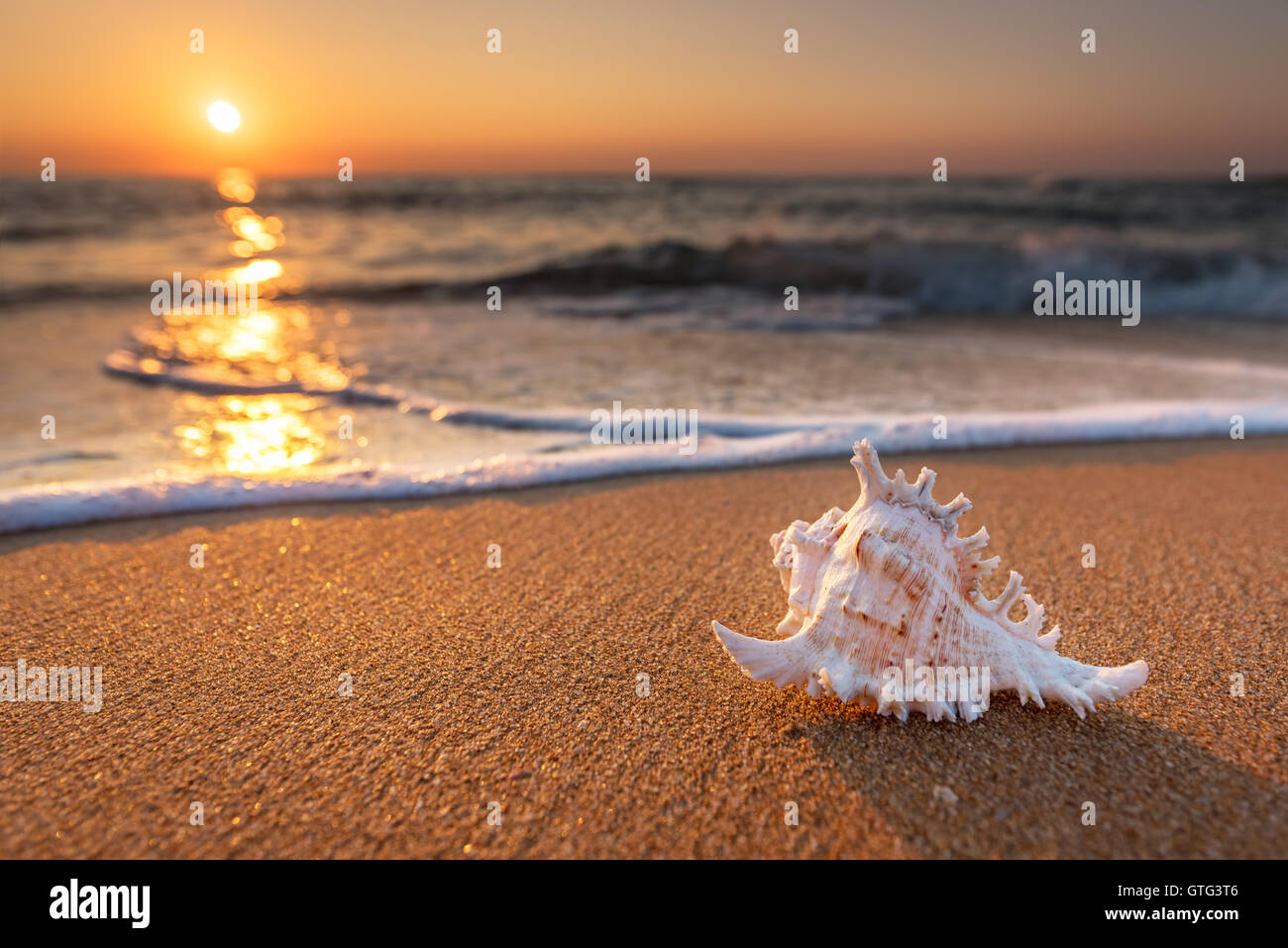 Muschel im Sand am Strand in den frühen Morgenstunden Stockfoto