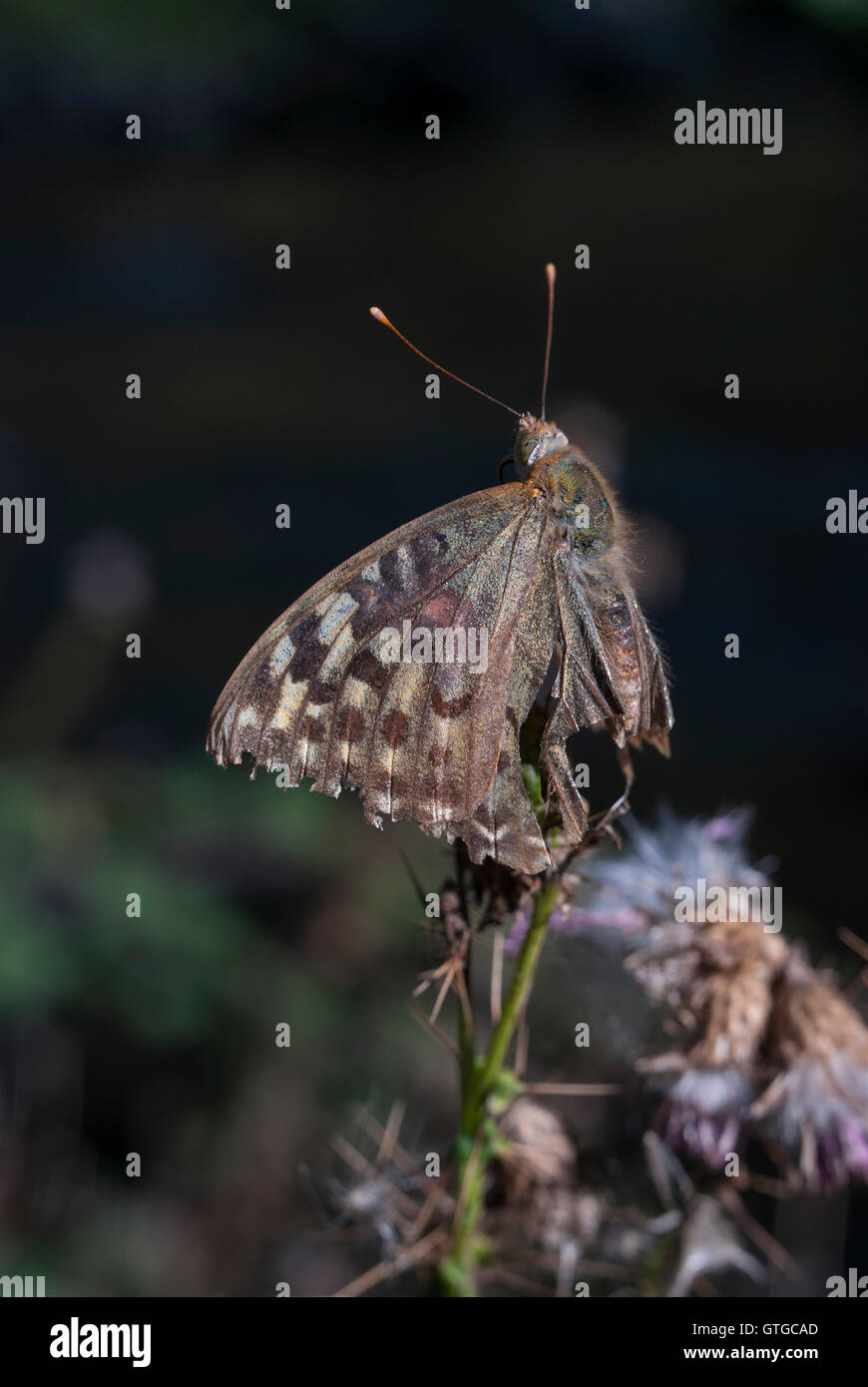Butterfly stehend auf einer Blume Stockfoto