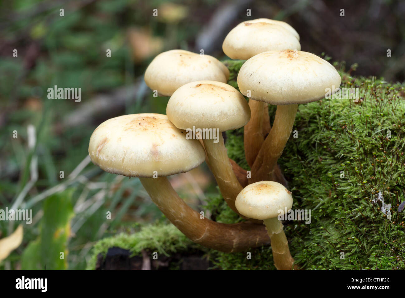 Pilze in Moss hautnah Stockfoto