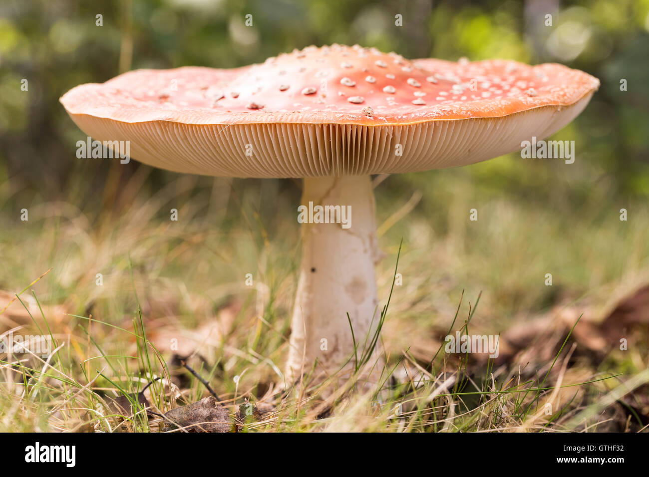 Fliegen Pilz Amanita hautnah. Stockfoto