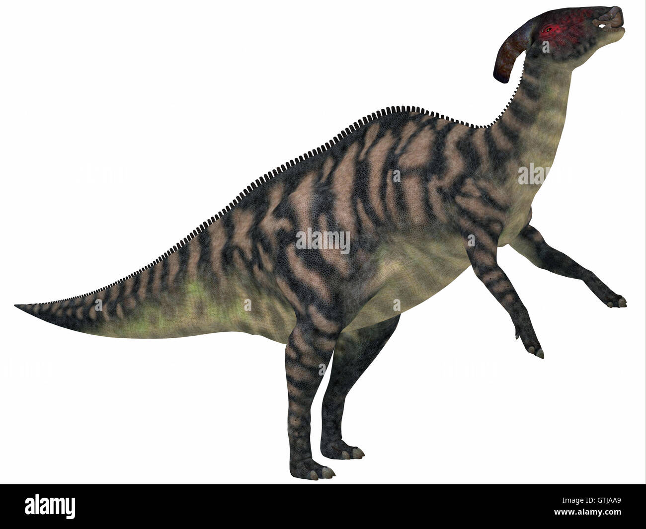 Parasaurolophus gestreift auf weiß Stockfoto