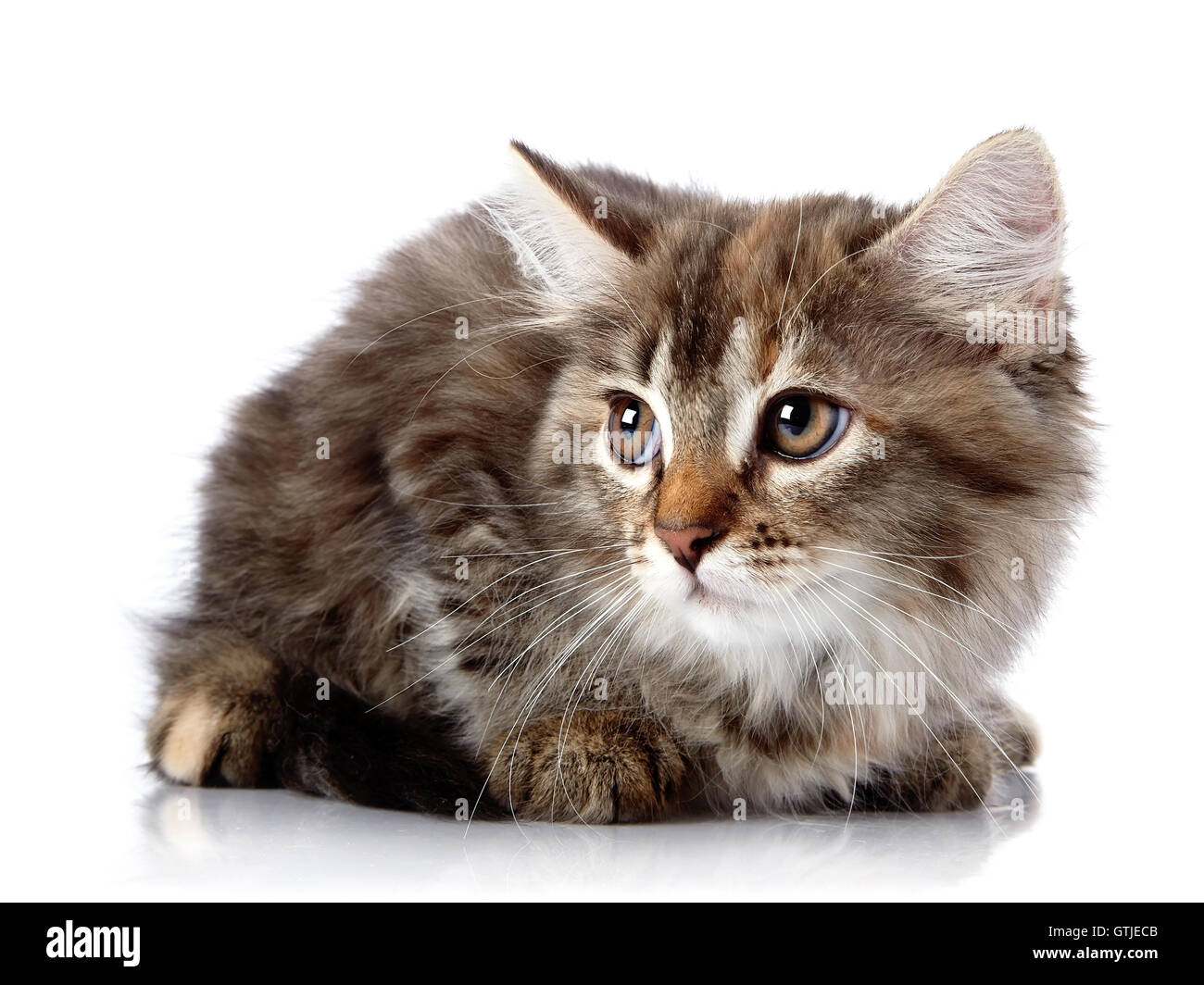 Flauschige Angst Katze auf einem weißen Hintergrund. Stockfoto