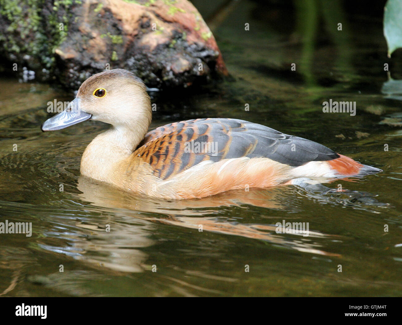 Geringerem pfeifende Ente an Slimbridge WWT im Mai 2016. Stockfoto