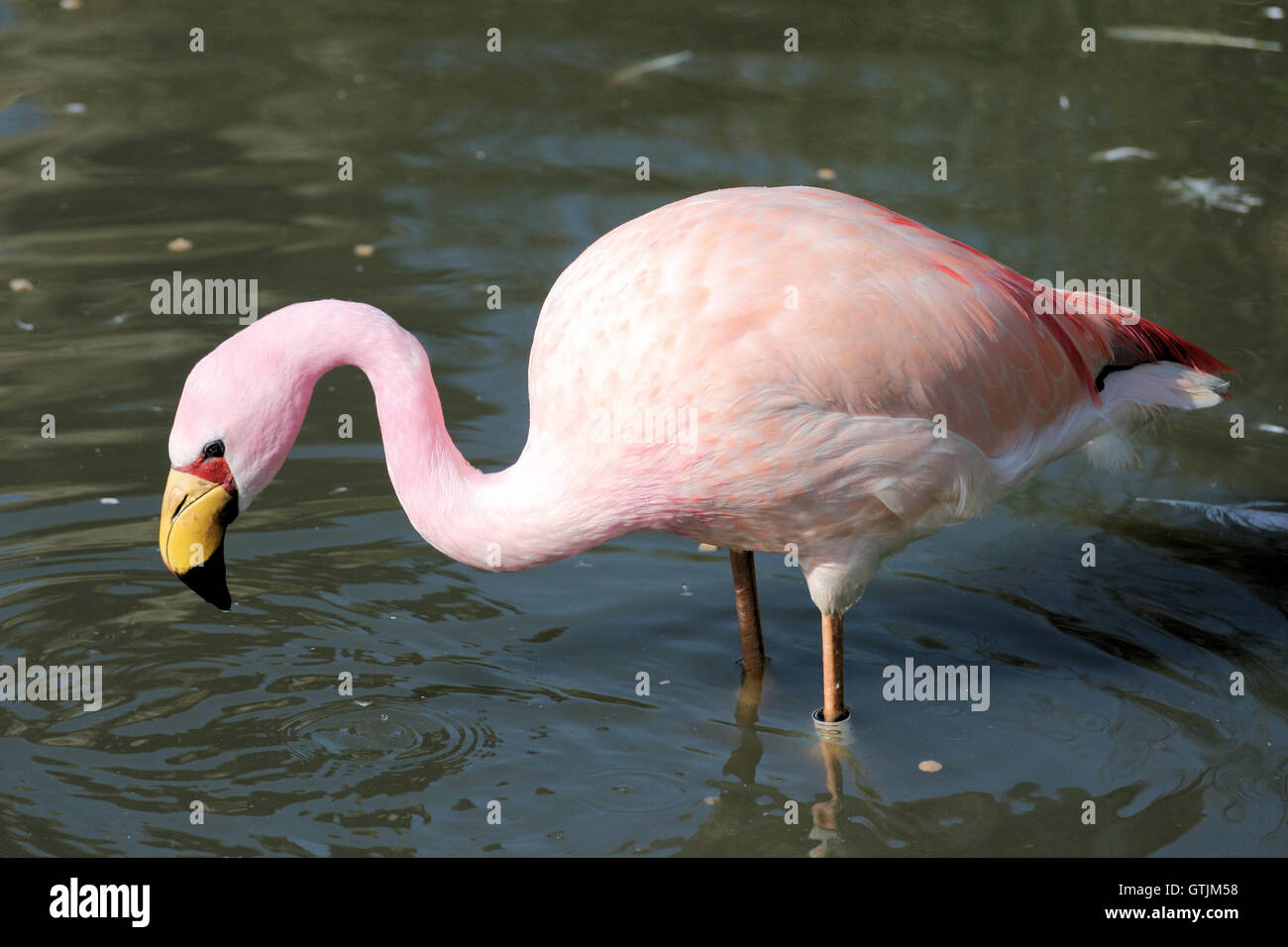 Jamess Flamingo an Slimbridge WWT im April 2011. Stockfoto