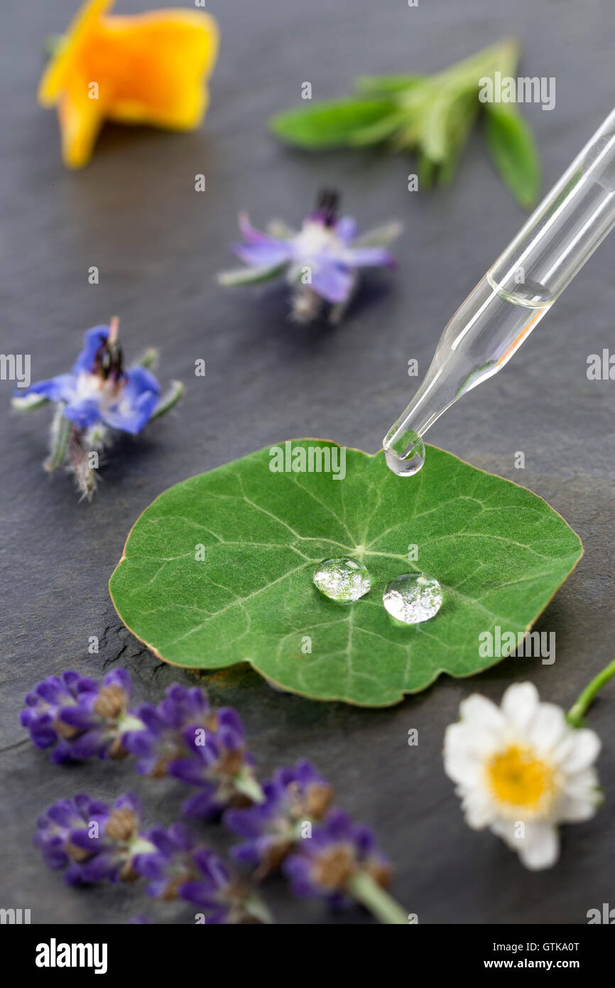 pflanzliche Arzneimittel-Konzept mit Pipette Pflanze Blütenblatt Stockfoto