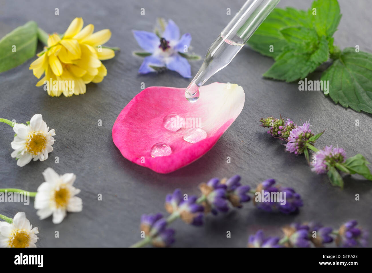 pflanzliche Arzneimittel-Konzept mit Pipette Pflanze Blütenblatt Stockfoto