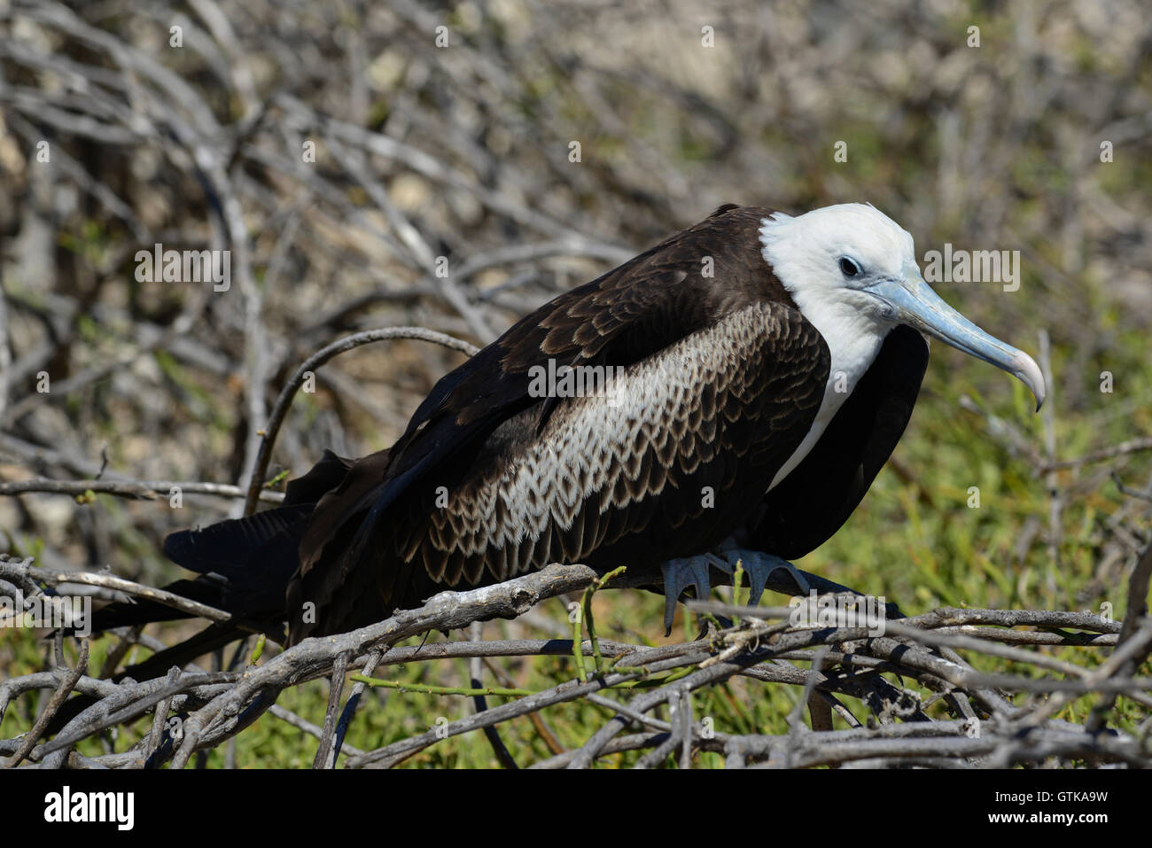 Galapagos großen Fregattvogel in North Seymour Island Stockfoto