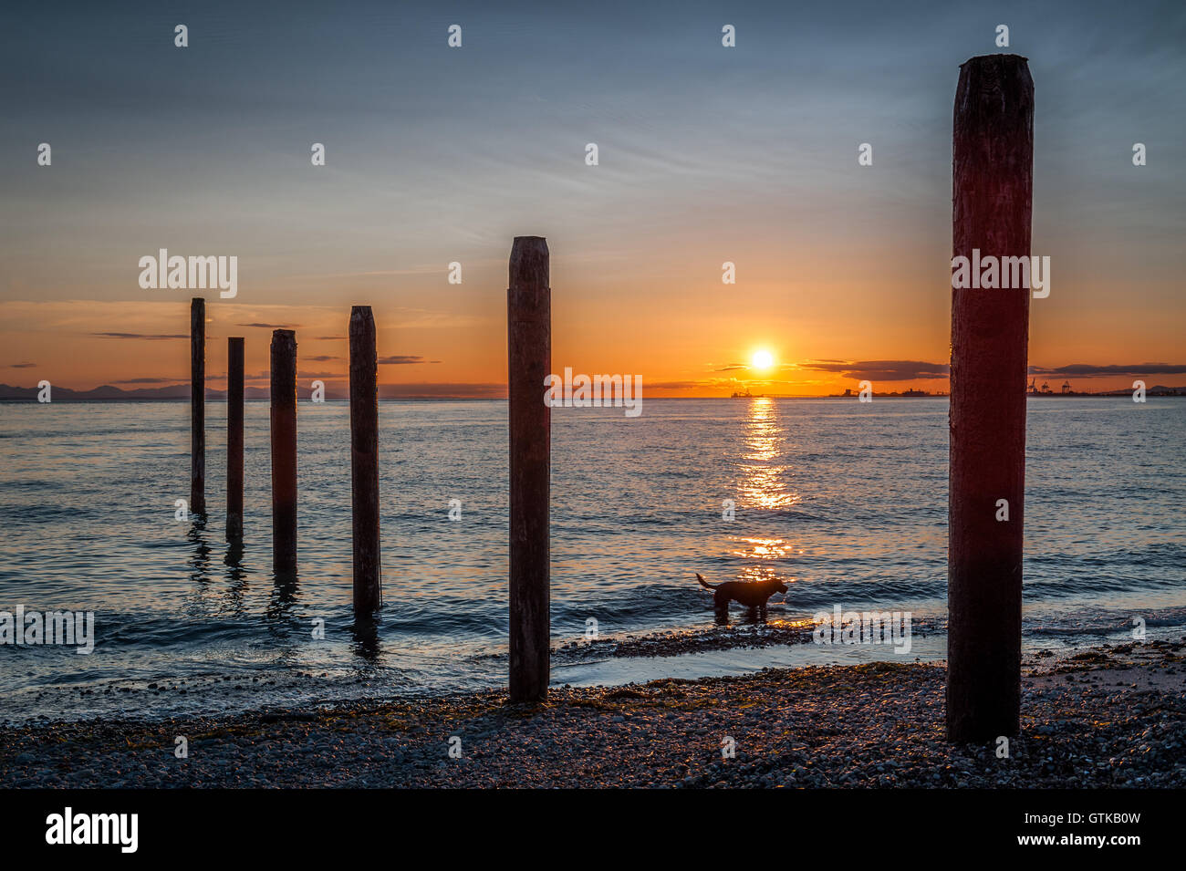 Hund-Silhouette bei Sonnenuntergang in der Nähe der alten Mole Punkt Roberts, Washington State, USA Stockfoto