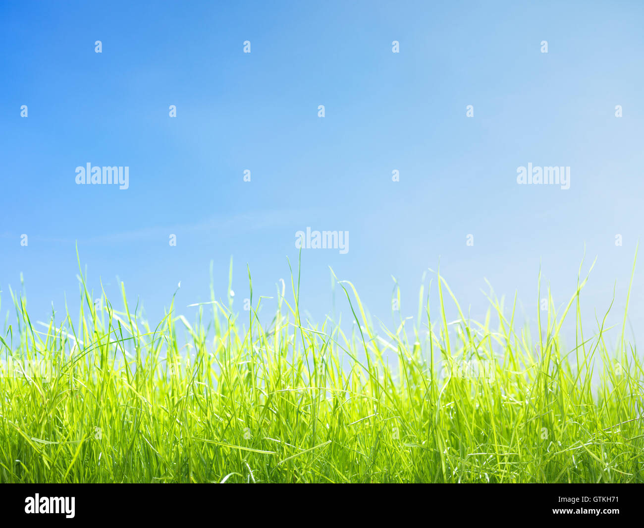 Nahaufnahme der jungen grünen Rasen Rasen wächst unter strahlend blauem Himmel sonnig Stockfoto