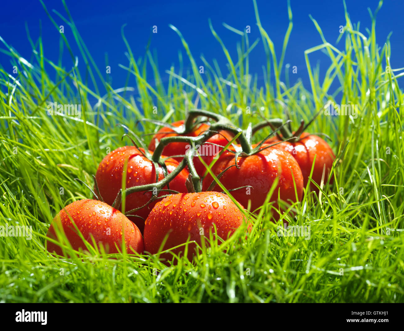 Reben gereifte Tomaten in grüne Wiese unter blauem Himmel künstlerische Essen Stilleben Stockfoto