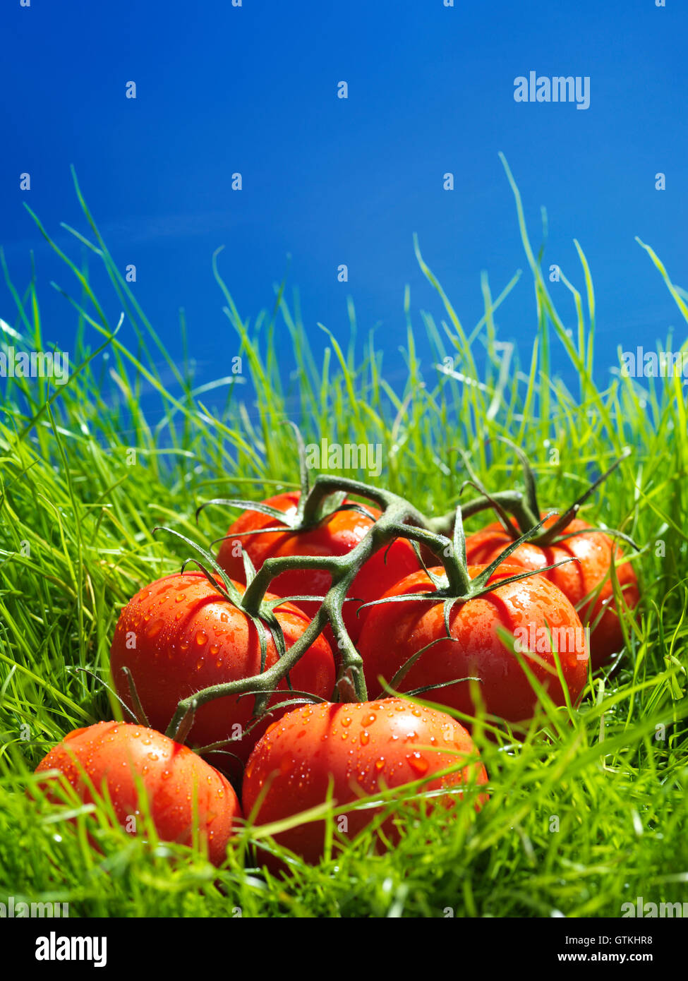 Tomaten auf den Wein in grünen Wiese unter blauem Himmel künstlerische Essen Stilleben Stockfoto