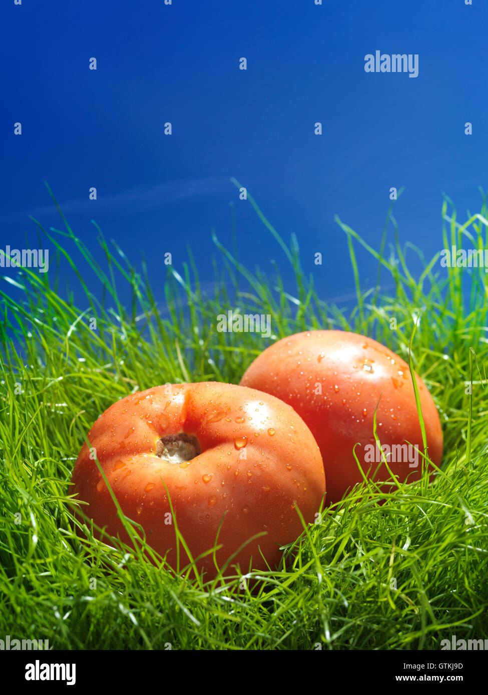 Zwei Bio-Feld-Tomaten in grüne Wiese unter blauem Himmel künstlerische Essen Stilleben Stockfoto