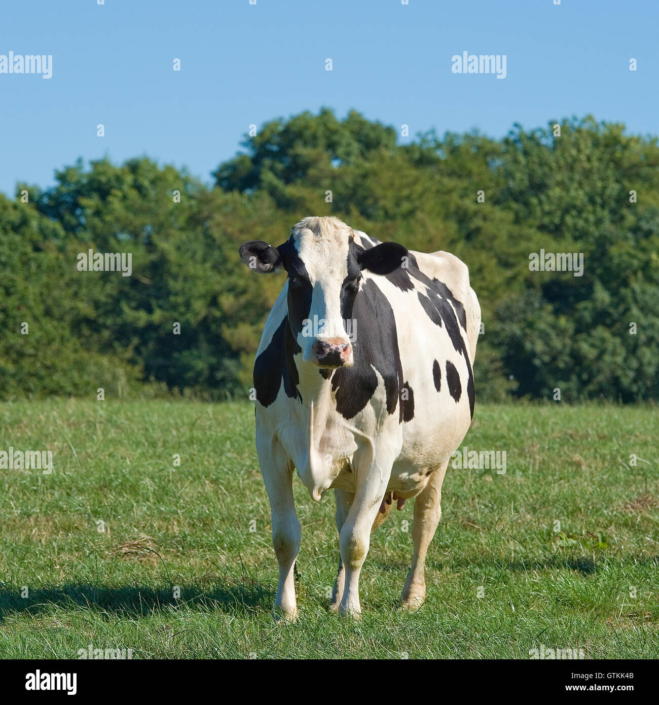 Holstein Kuh Stockfoto