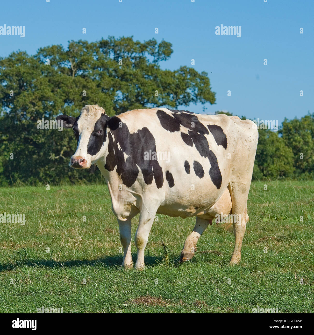 Holstein milchkuh -Fotos und -Bildmaterial in hoher Auflösung – Alamy
