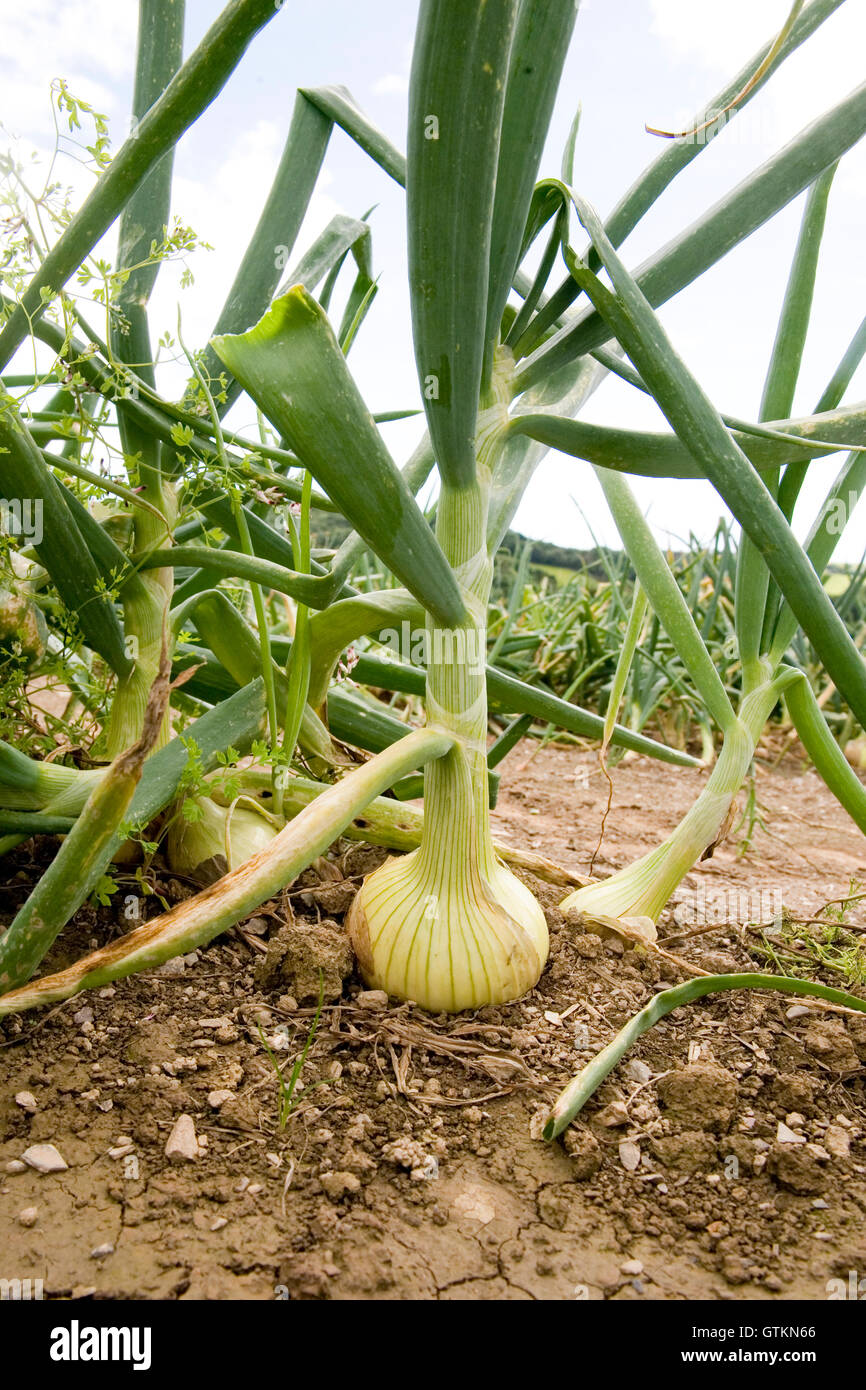 Onios wächst im Feld Stockfoto